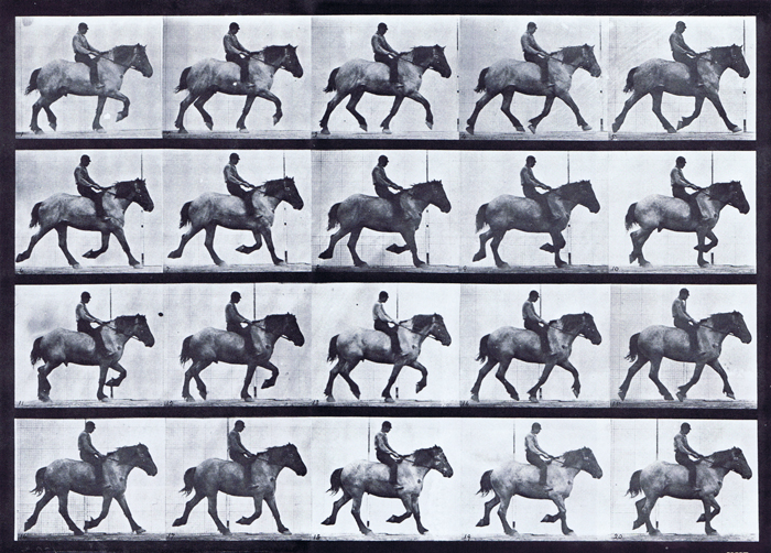 Profile view of horse trotting with a male clothed rider riding bareback animation reference using muybridge plate 597 from animal locomotion