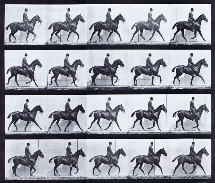 Profile view of horse trotting with a saddled male clothed rider animation reference using muybridge plate 598 from animal locomotion