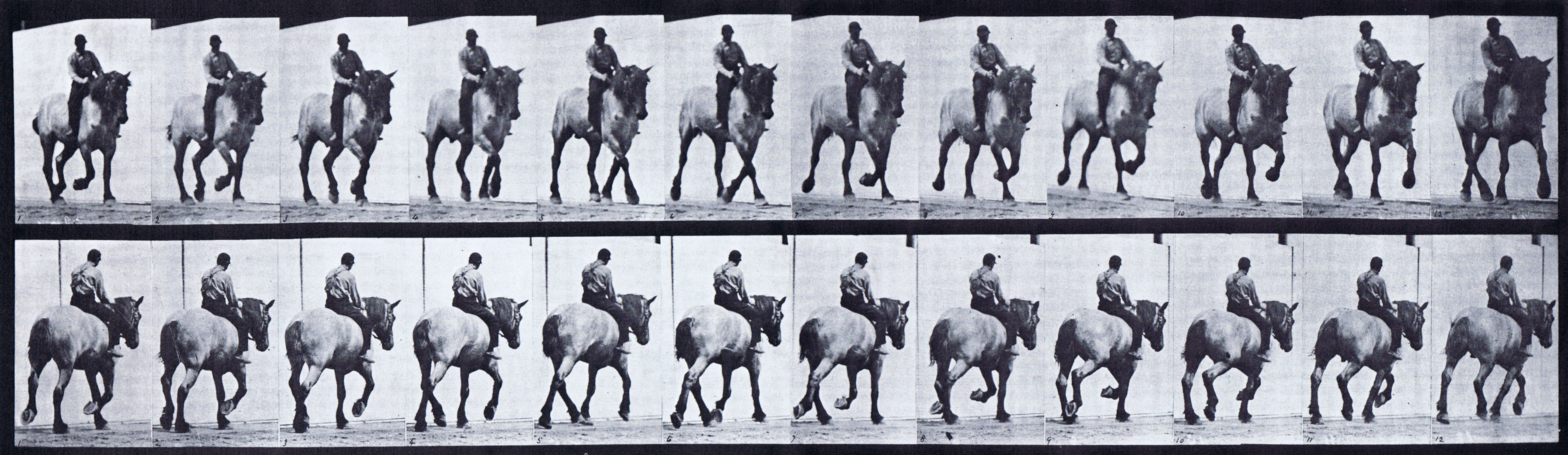 large front three-quarter and rear three-quarter views of horse trotting with male clothed rider riding bareback animation reference using muybridge plate 599 from animal locomotion