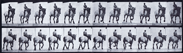 Front three-quarter and rear three-quarter views of horse trotting with male clothed rider riding bareback animation reference using muybridge plate 599 from animal locomotion