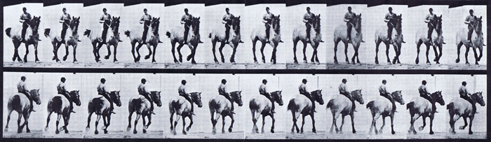 Front three-quarter and rear three-quarter views of horse trotting with male clothed rider riding bareback animation reference using muybridge plate 600 from animal locomotion