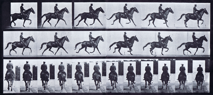 Profile and rear views of horse trotting with a saddled male clothed rider animation reference using muybridge plate 601 from animal locomotion