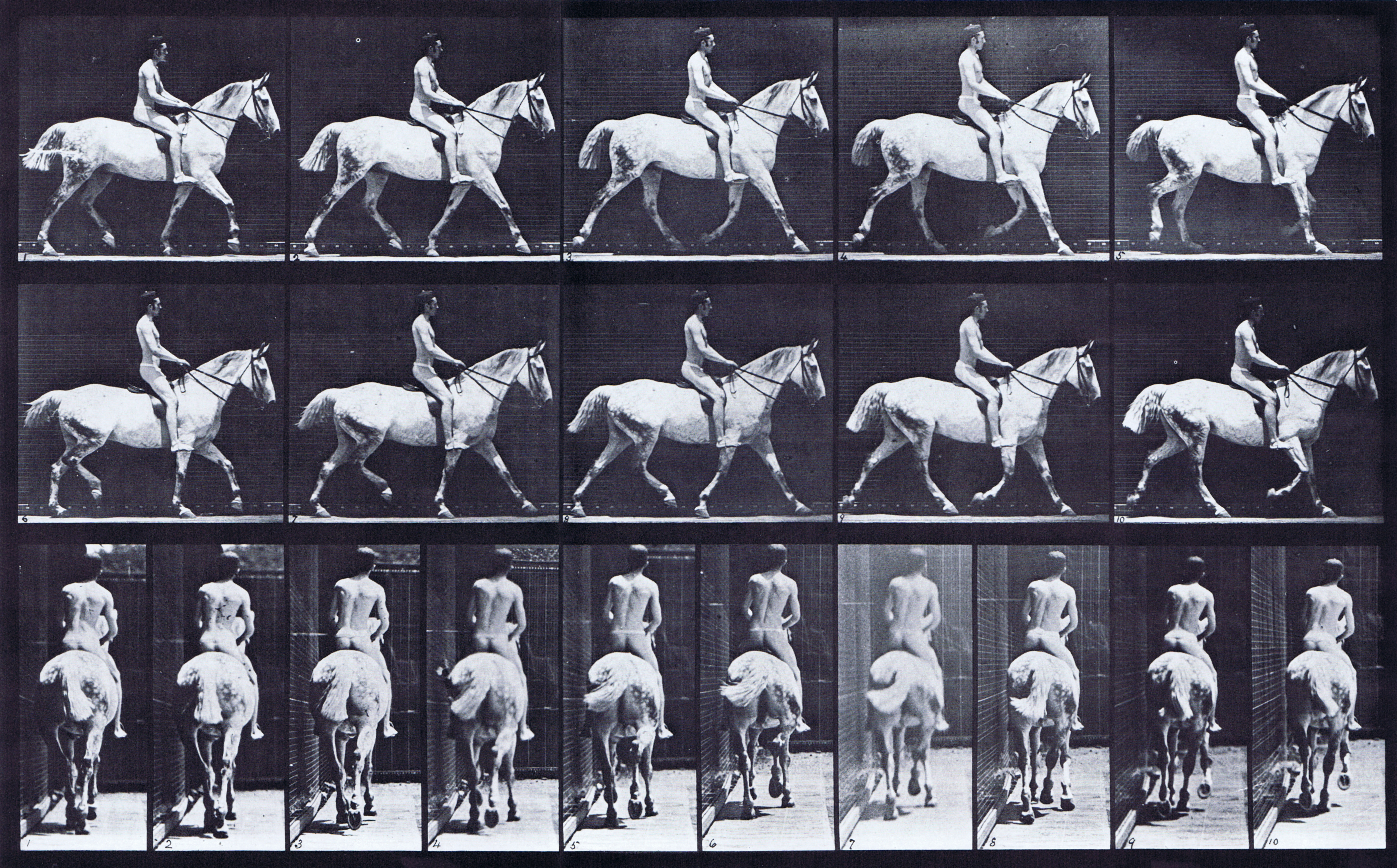 large profile and rear views of horse trotting with a saddled nude male rider animation reference using muybridge plate 603 from animal locomotion