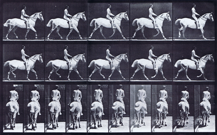 Profile and rear views of horse trotting with a saddled nude male rider animation reference using muybridge plate 603 from animal locomotion