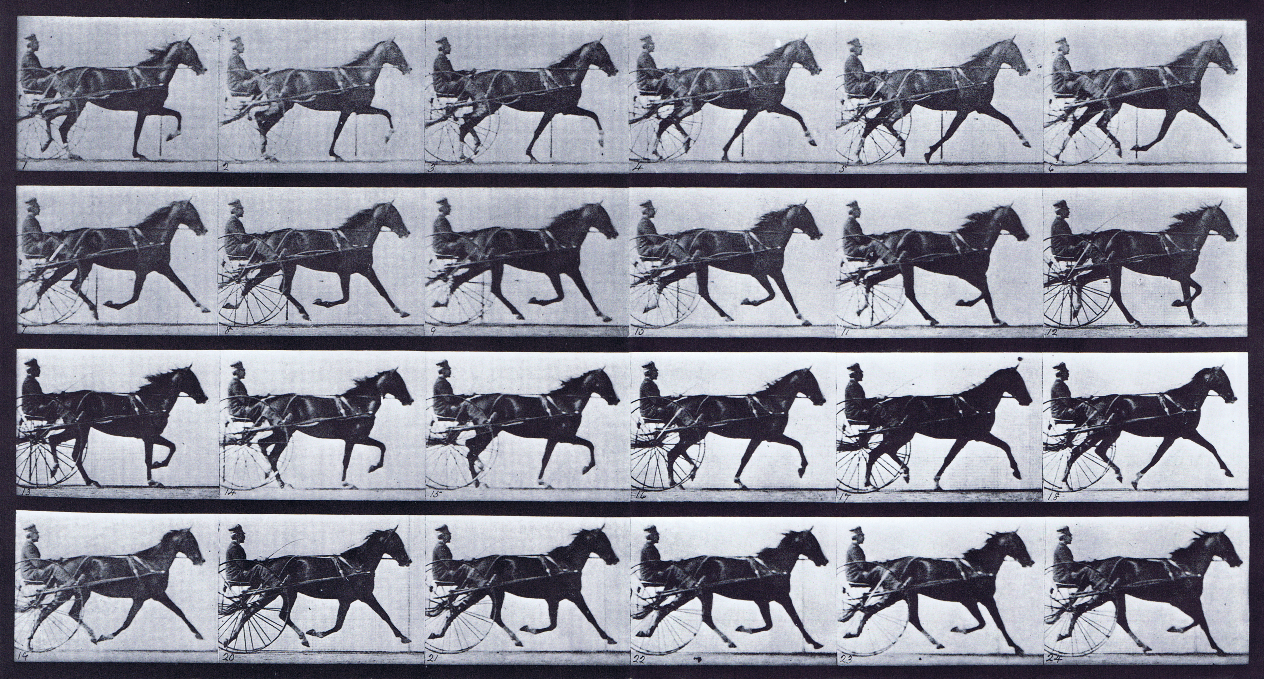 large profile view of horse trotting while harnessed to a sulky with a clothed male rider animation reference using muybridge plate 608 from animal locomotion