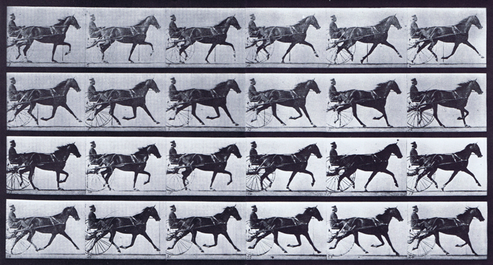 Profile view of horse trotting while harnessed to a sulky with a clothed male rider animation reference using muybridge plate 608 from animal locomotion
