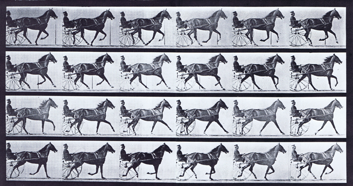 Profile view of horse trotting while harnessed to a sulky breaking in to a gallop with a clothed male rider animation reference using muybridge plate 614 from animal locomotion