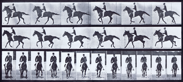 Profile and front views of horse cantering with a saddled clothed male rider animation reference using muybridge plate 618 from animal locomotion