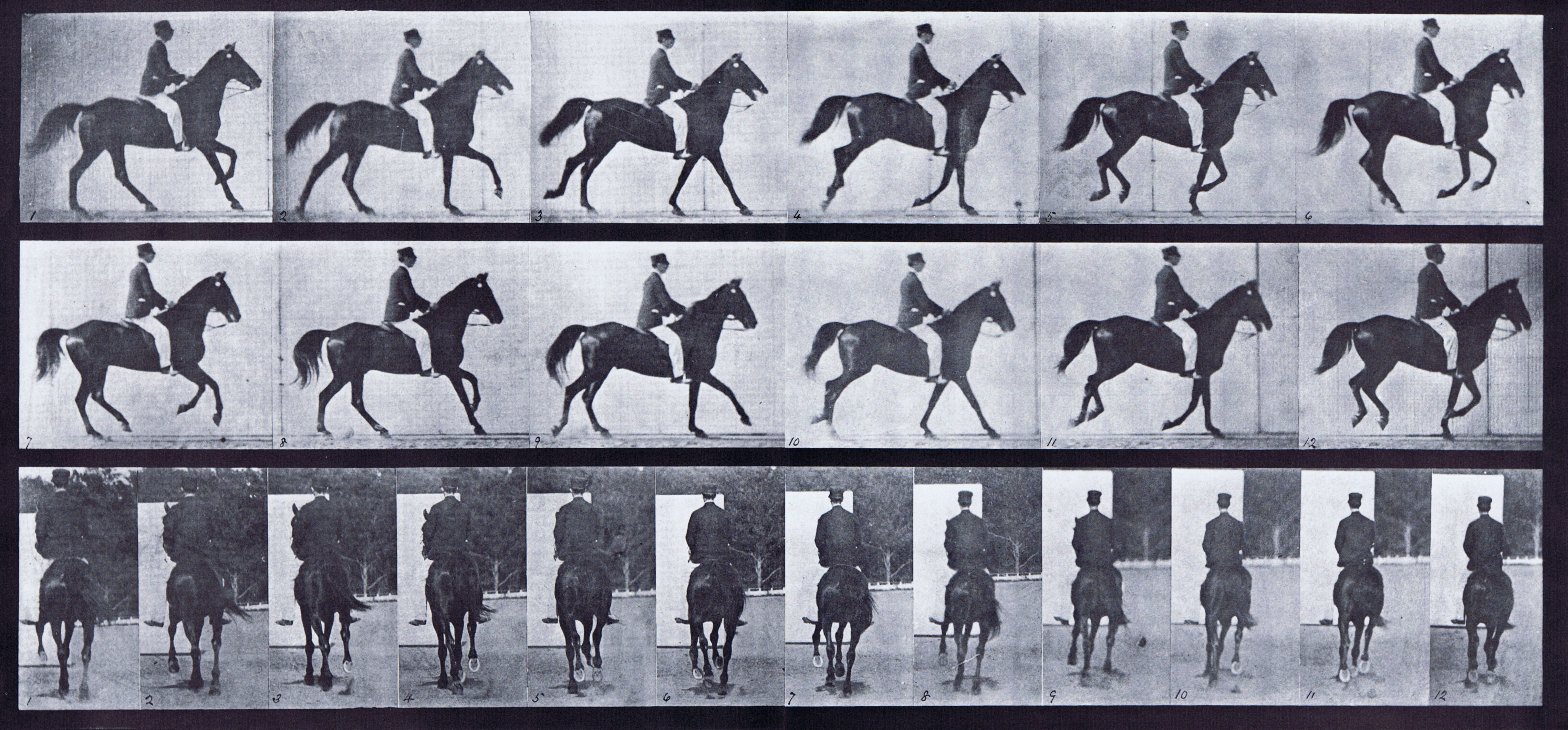 Передвижение лошади. Эксперимент Эдварда Мейбриджа. Хронофотография мейбридж.