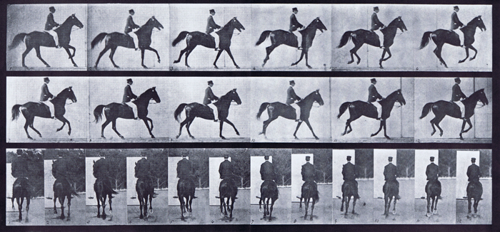 Profile and rear views of horse cantering with a saddled clothed male rider animation reference using muybridge plate 619 from animal locomotion