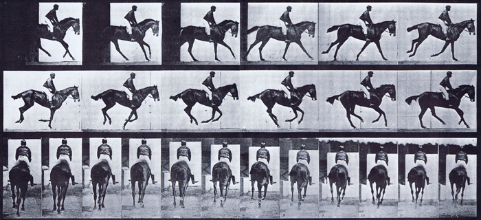 Profile and rear views of horse cantering with a saddled clothed male rider animation reference using muybridge plate 620 from animal locomotion