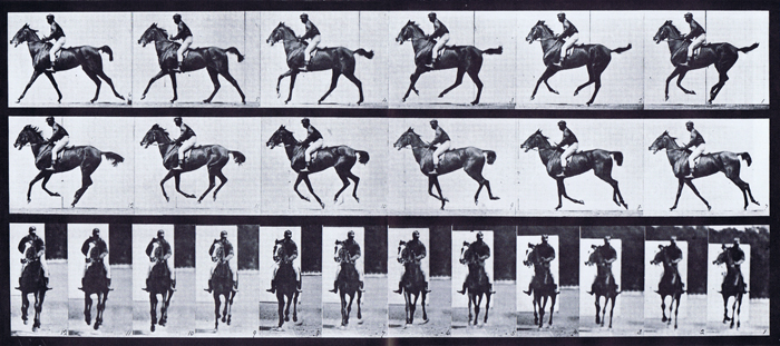Profile and front views of horse cantering with a saddled clothed male rider animation reference using muybridge plate 621 from animal locomotion