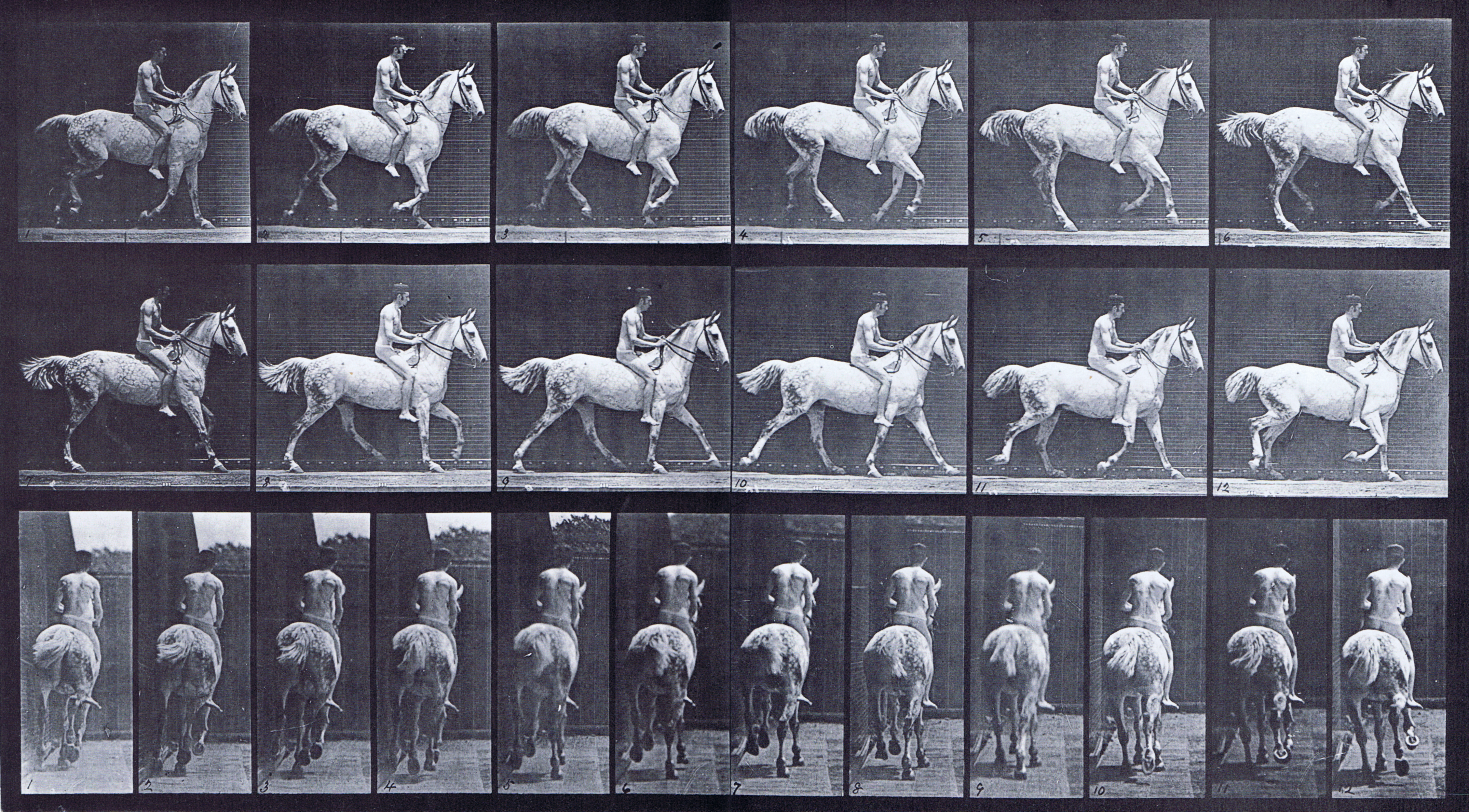 large profile view of horse cantering with a bareback nude male rider animation reference using muybridge plate 623 from animal locomotion