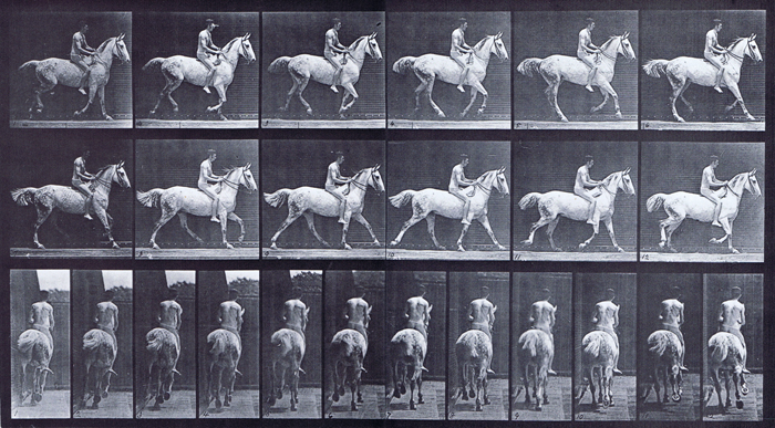 Profile view of horse cantering with a bareback nude male rider animation reference using muybridge plate 623 from animal locomotion