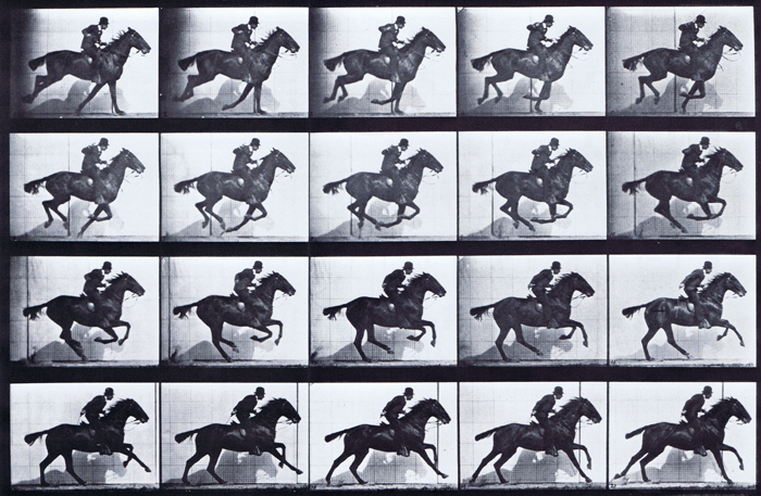 Profile view of horse galloping with a saddled clothed male rider animation reference using muybridge plate 628 from animal locomotion
