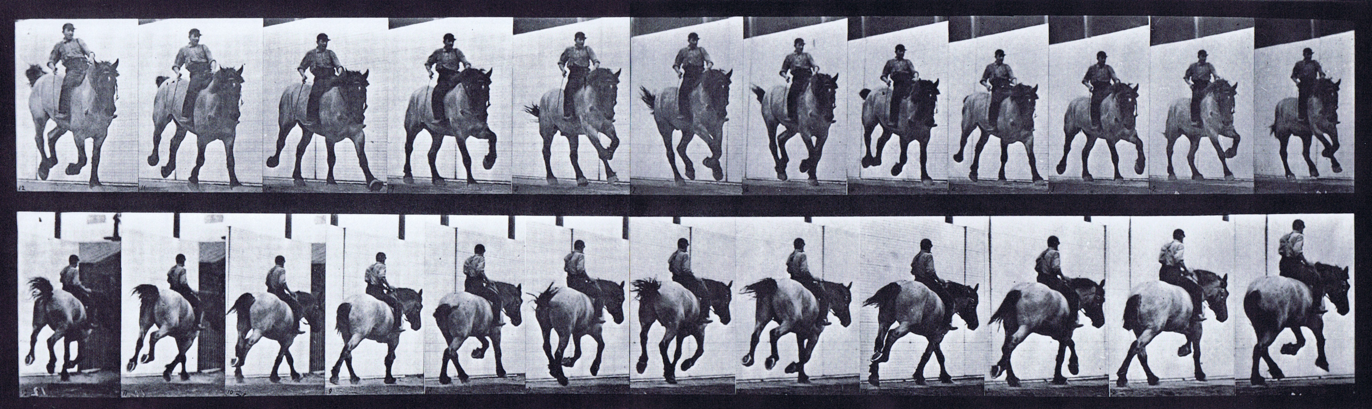 large front three-quarter and rear three-quarter views of horse galloping with a bareback clothed male rider animation reference using muybridge plate 629 from animal locomotion