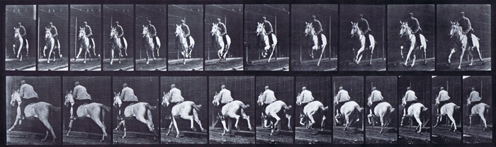 Front three-quarter and rear three-quarter views of horse galloping with a saddled clothed male rider animation reference using muybridge plate 630 from animal locomotion