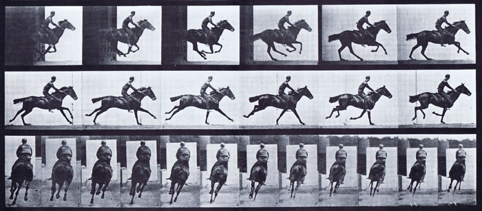 Profile and rear views of horse looping gallop with a saddled clothed male rider animation reference using muybridge plate 633 from animal locomotion