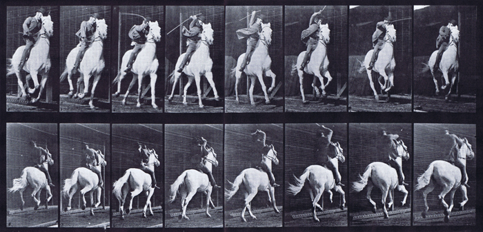 Profile view of horse galloping with saddled clothed male rider animation reference using muybridge plate 634 from animal locomotion
