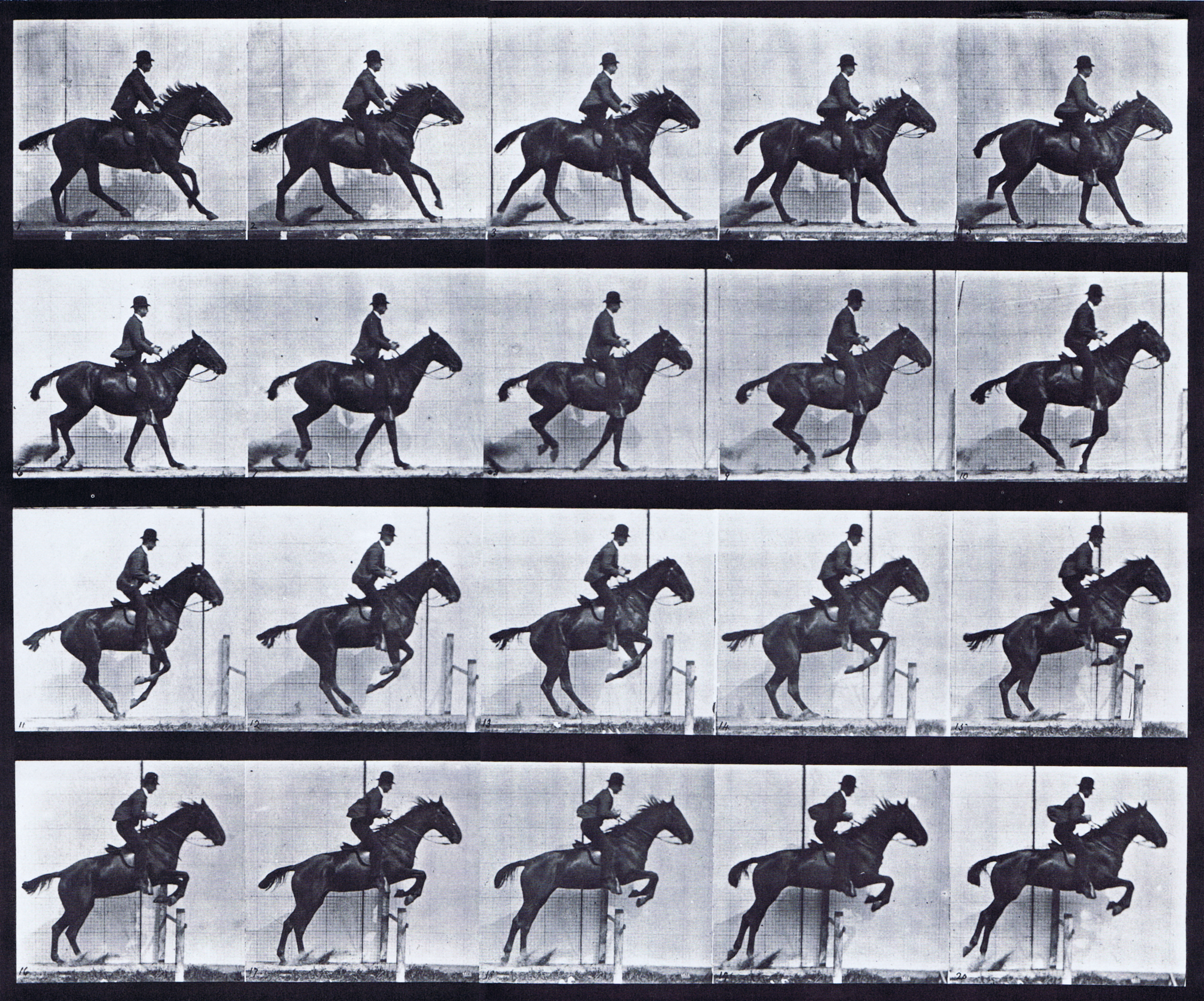 large profile view of horse preparing to leap then jumping hurdle with saddled clothed male rider animation reference using muybridge plate 636 from animal locomotion