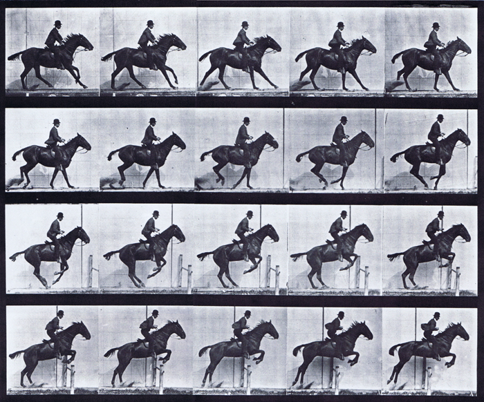 Profile view of horse preparing to leap then jumping hurdle with saddled clothed male rider animation reference using muybridge plate 636 from animal locomotion