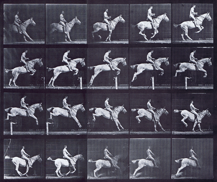 Profile view of horse jumping over hurdle with saddled nude male rider animation reference using muybridge plate 642 from animal locomotion