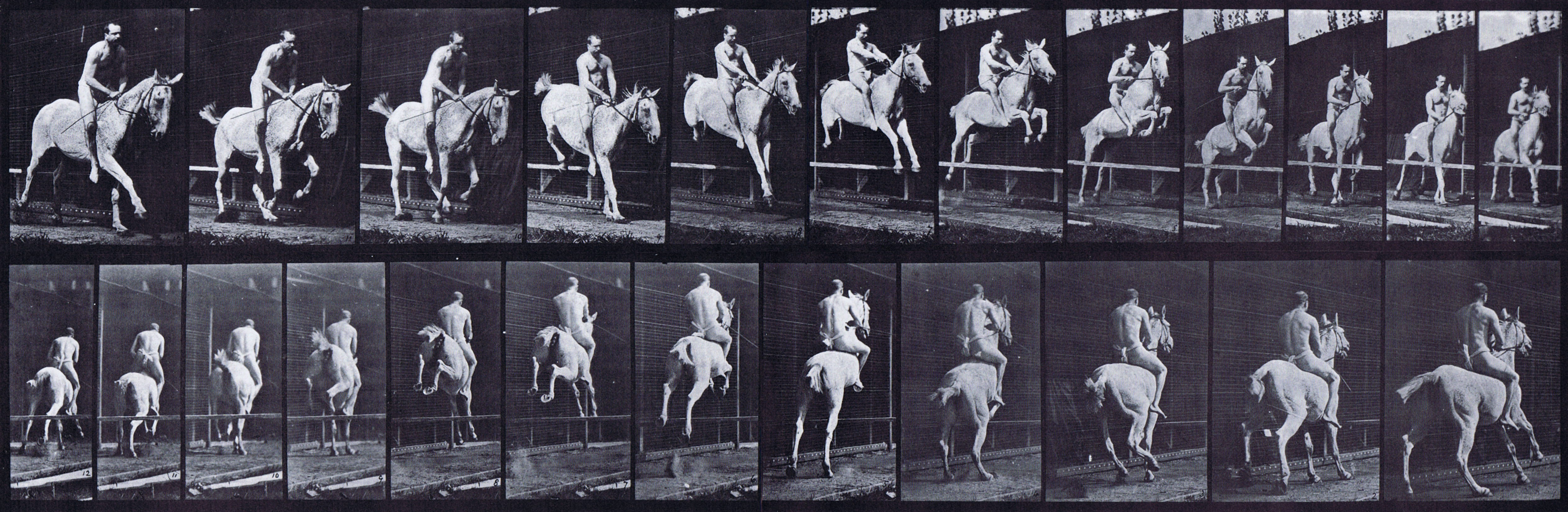 large front three-quarter and rear three-quarter view of a horse jumping a hurdle with nude male rider riding bareback animation reference using muybirdge plate 647 from animal locomotion