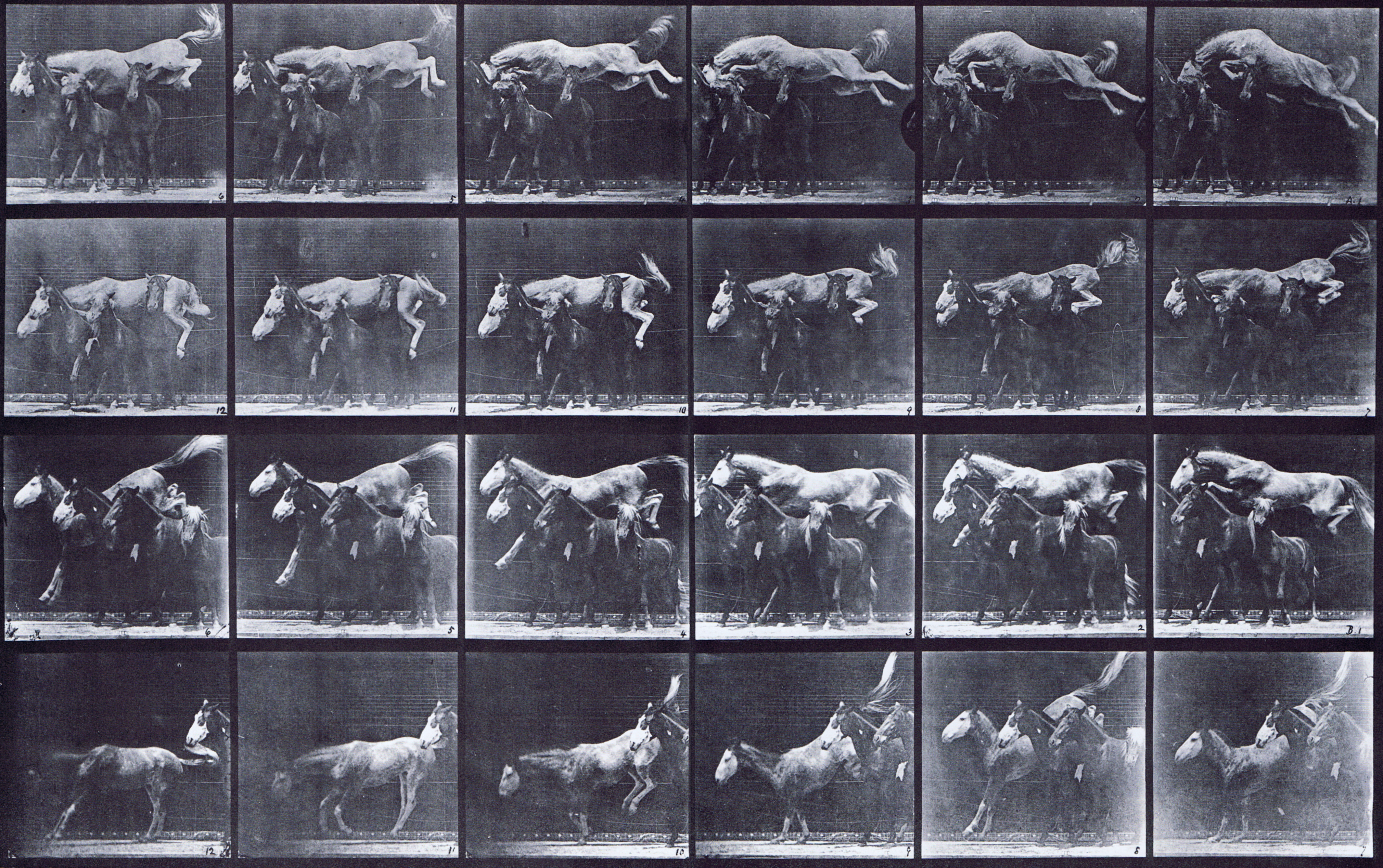 large profile views of horse jumping over three other horses animation reference using muybridge plate 648 from animal locomotion