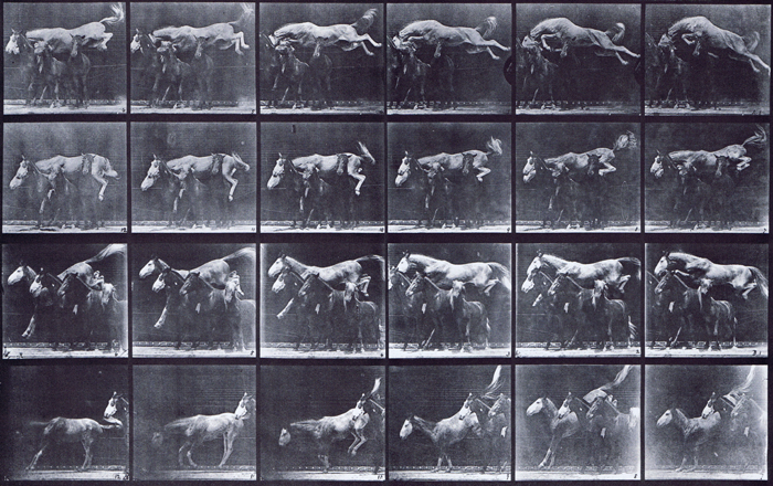 Profile views of horse jumping over three other horses animation reference using muybridge plate 648 from animal locomotion