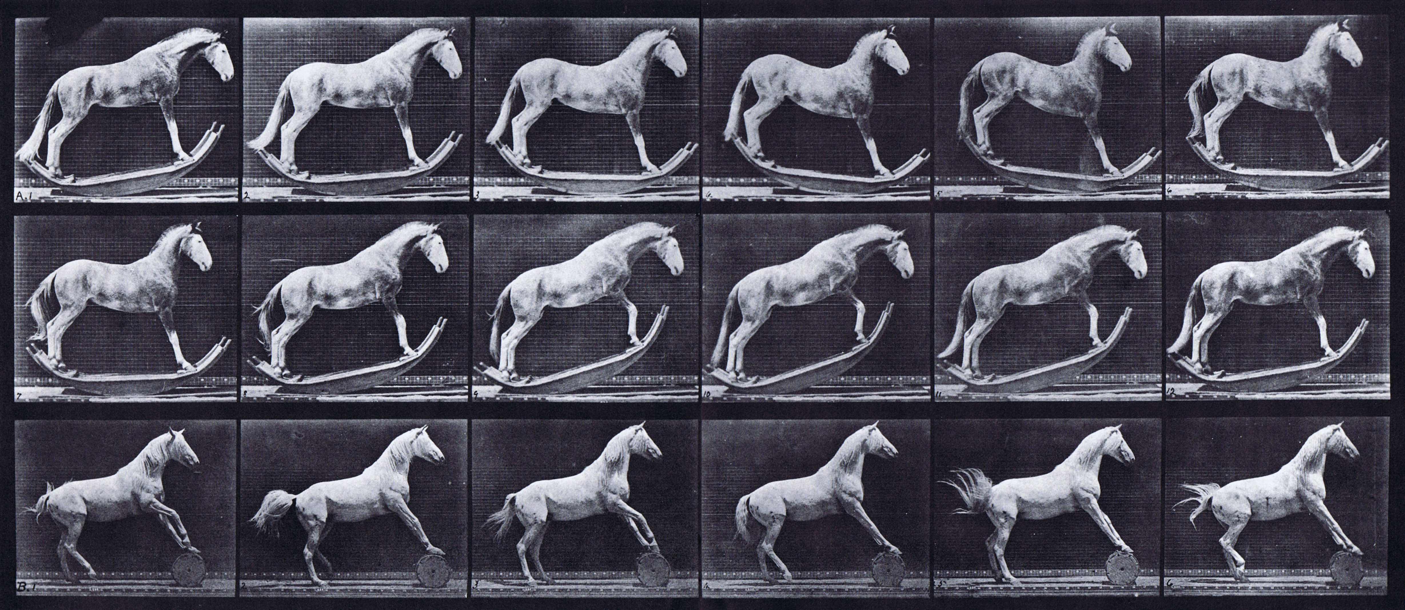 large profile view of horse rocking and profile view of horse rolling barrel animation reference using muybridge plate 649 from animal locomotion