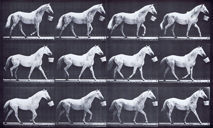 Profile view of horse walking with bucket in mouth animation reference using muybridge plate 650 from animal locomotion