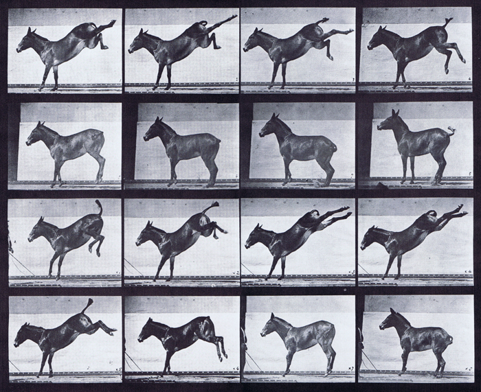 Profile views of mule kicking animation reference using muybridge plate 658 from animal locomotion