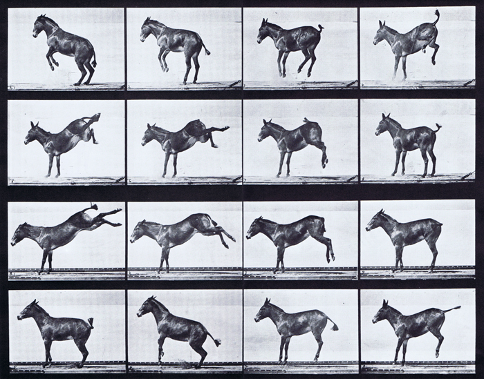 Profile views mule bucking and kicking animation reference using muybridge plate 659 from animal locomotion