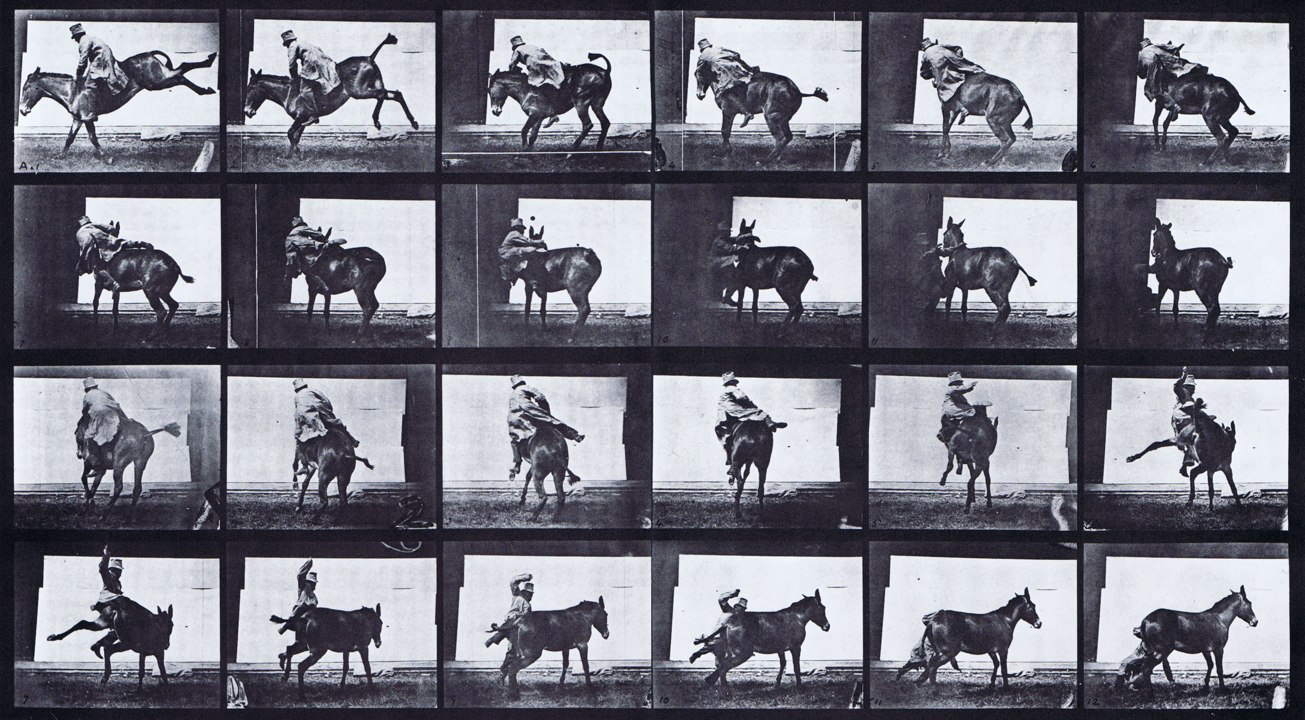 large profile views of various mule preformances, refractory animation reference using muybridge plate 661 from animal locomotion