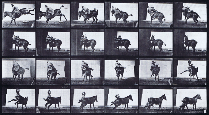 Profile views of various mule preformances, refractory animation reference using muybridge plate 661 from animal locomotion