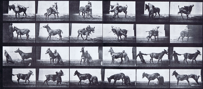 Muybridge Art Refrence - Mule Refractory - Plate 662