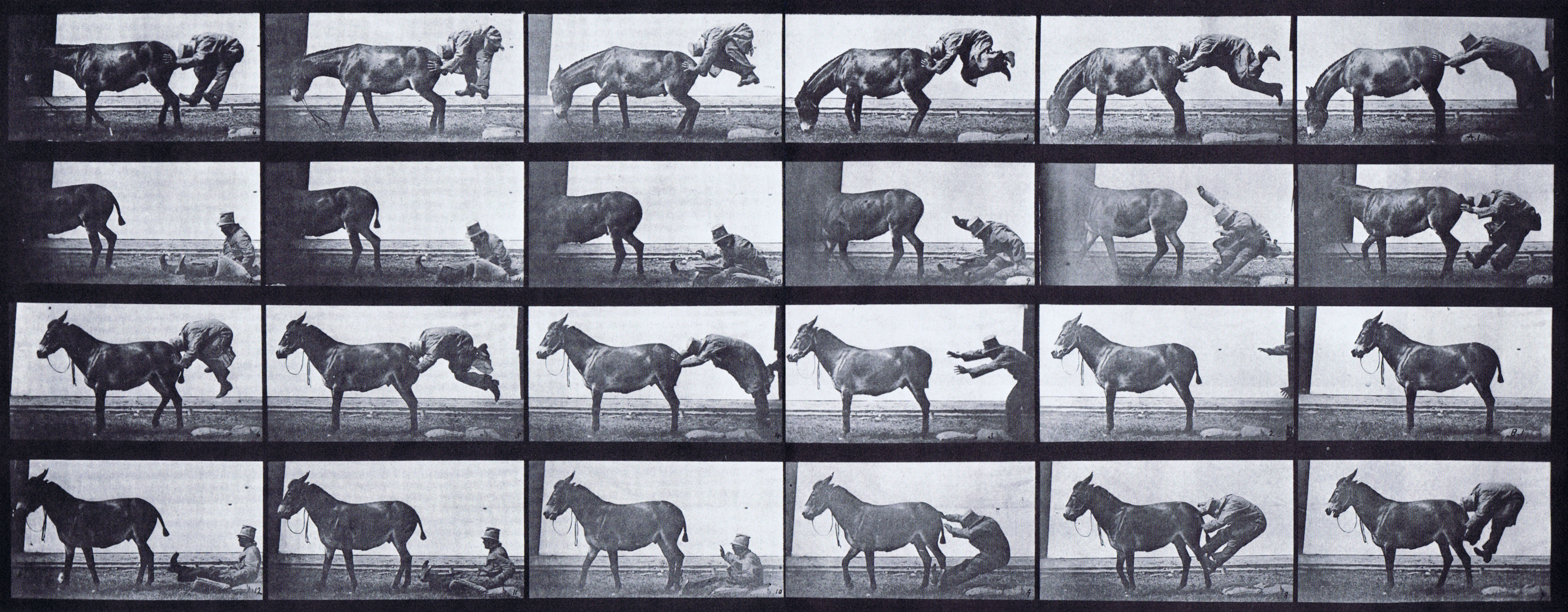 large profile views of various mule preformances, refractory animation reference using muybridge plate 663 from animal locomotion
