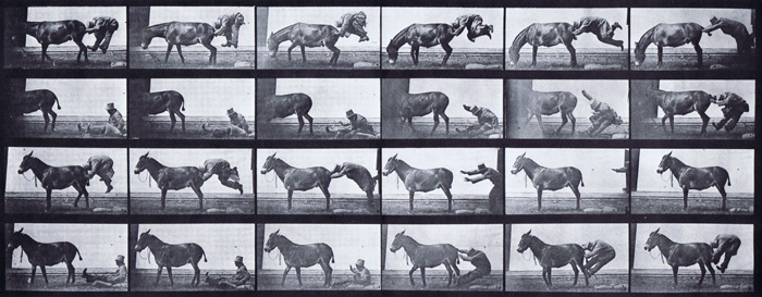 Profile views of various mule preformances, refractory animation reference using muybridge plate 663 from animal locomotion