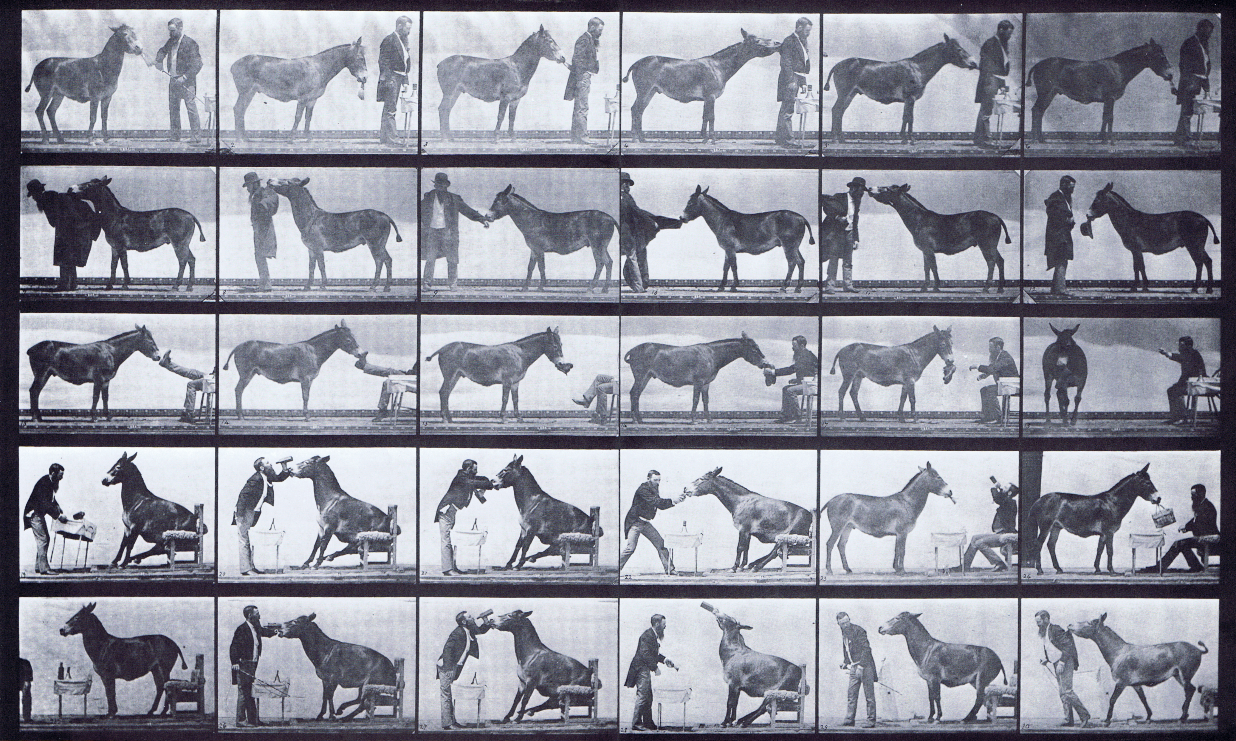 large profile view of mule preforming various preformances at a table animation reference using muybridge plate 664 from animal locomotion