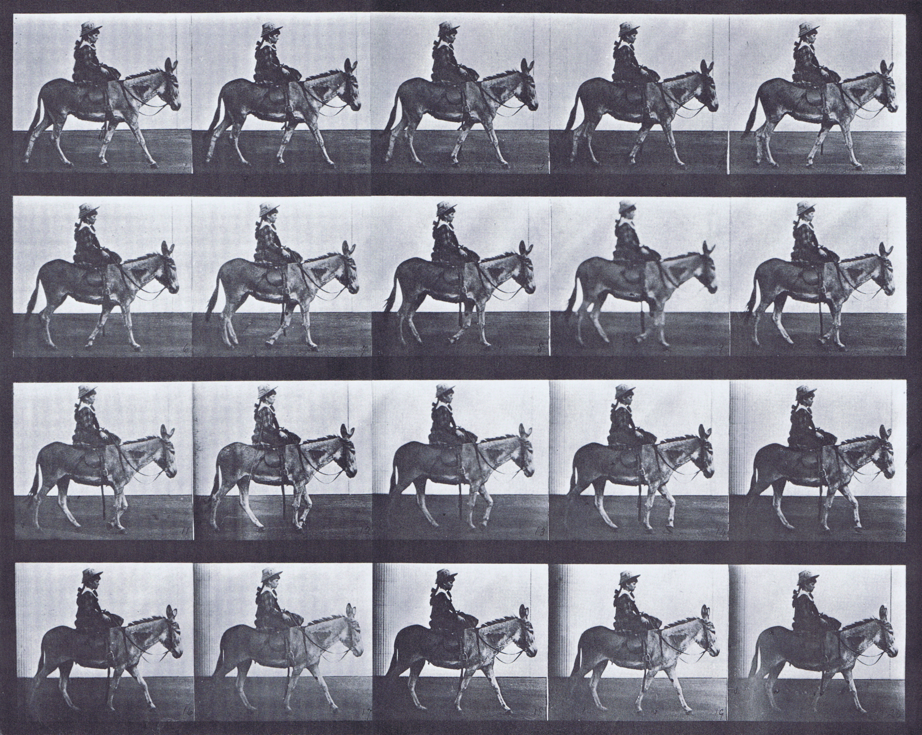 large profile view of mule walking with saddled clothed girl driver animation reference using muybridge plate 666 from animal locomotion