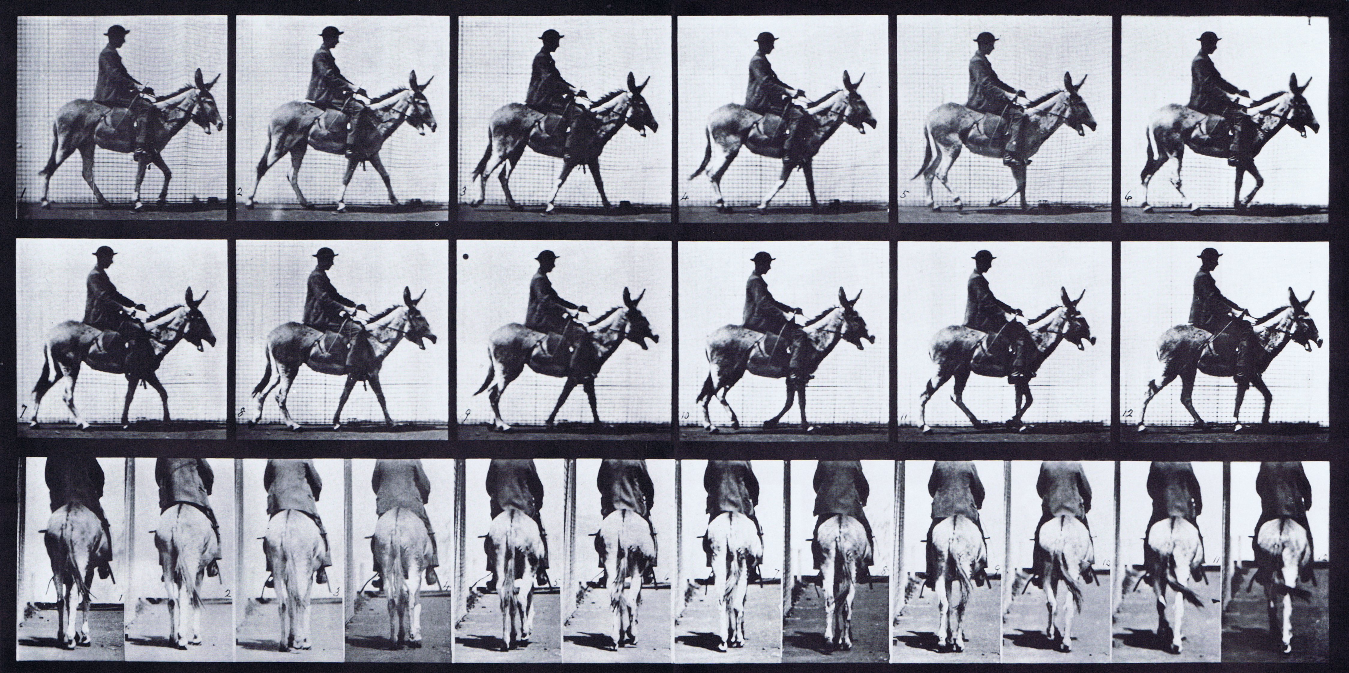 large profile and rear views of mule walking with saddled clothed boy driver animation reference using muybridge plate 667 from animal locomotion