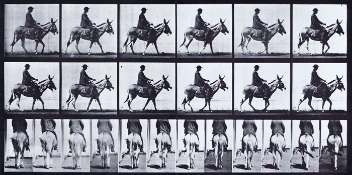 Profile and rear views of mule walking with saddled clothed boy driver animation reference using muybridge plate 667 from animal locomotion