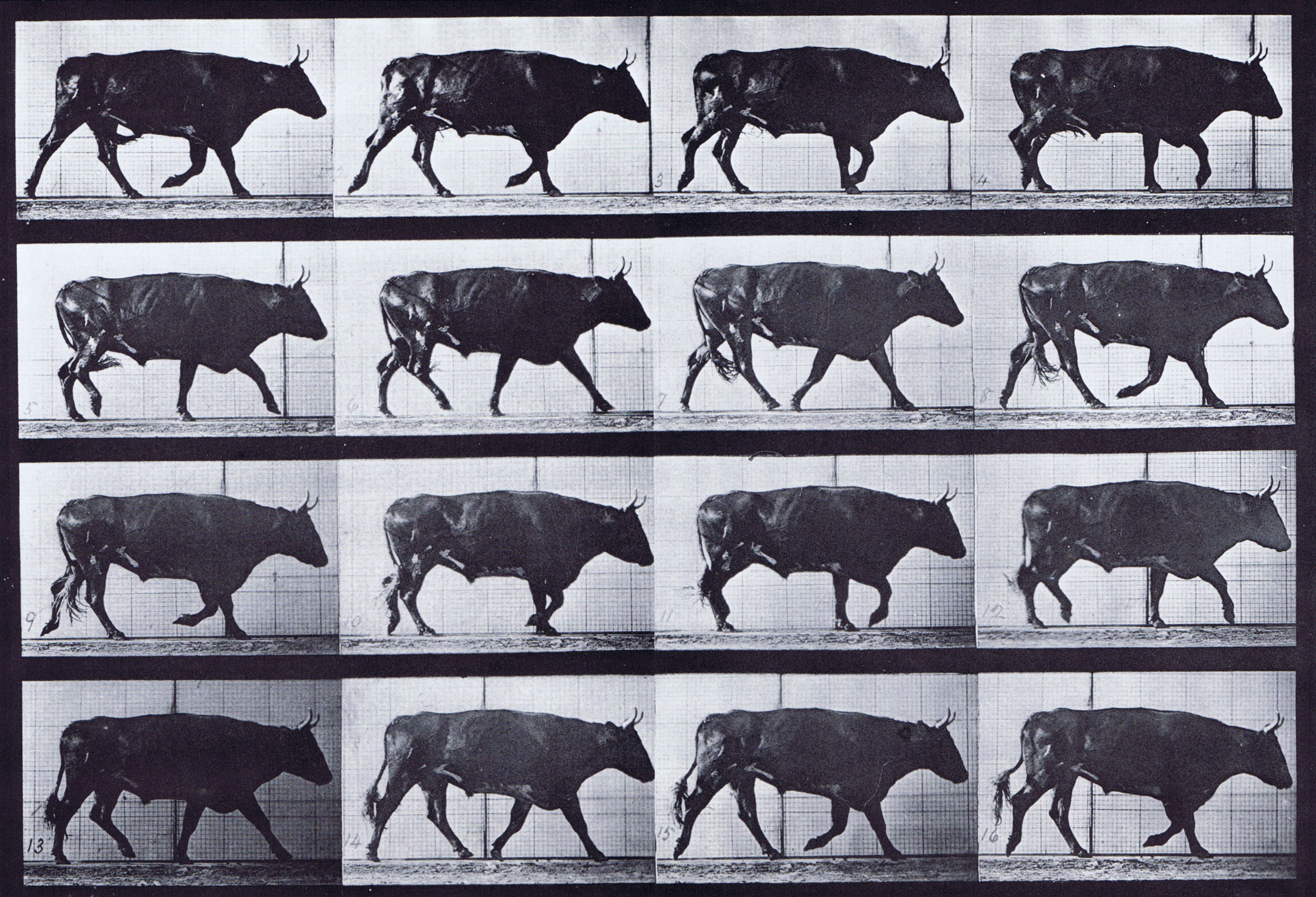 large profile view of clothed female wear dress walking carrying a baby on the left arm animation reference using muybridge plate 36 from animal locomotion