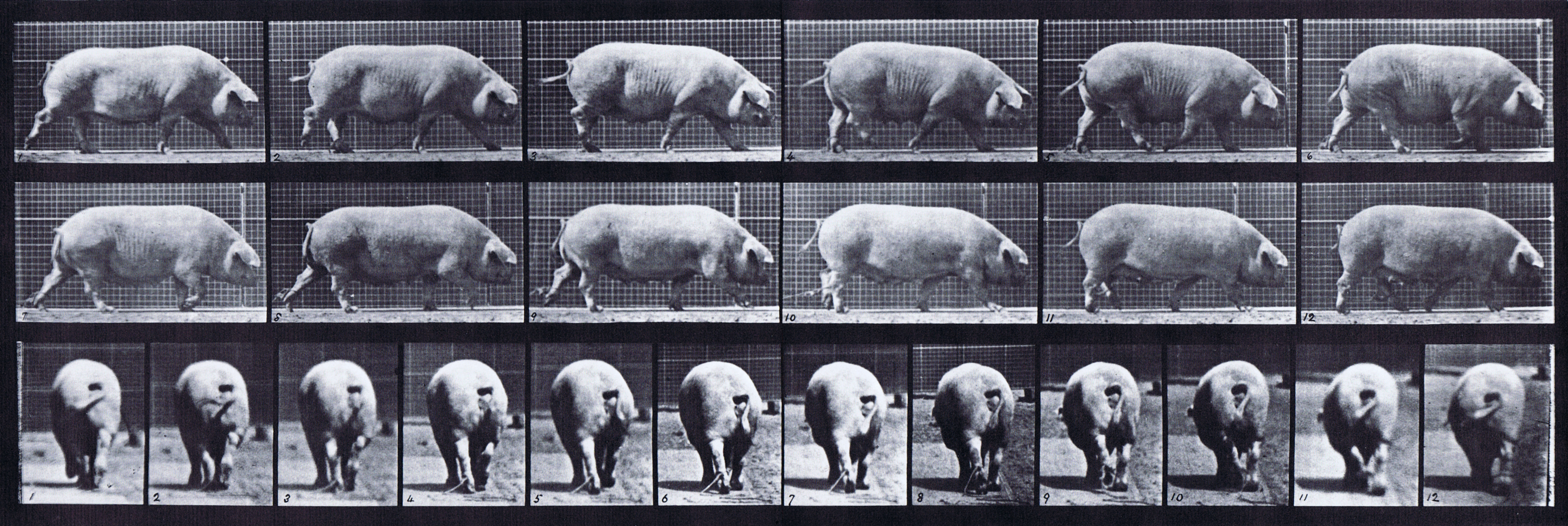 large profile and rear view of sow (pig) walking animation reference using muybridge plate 674 from animal locomotion