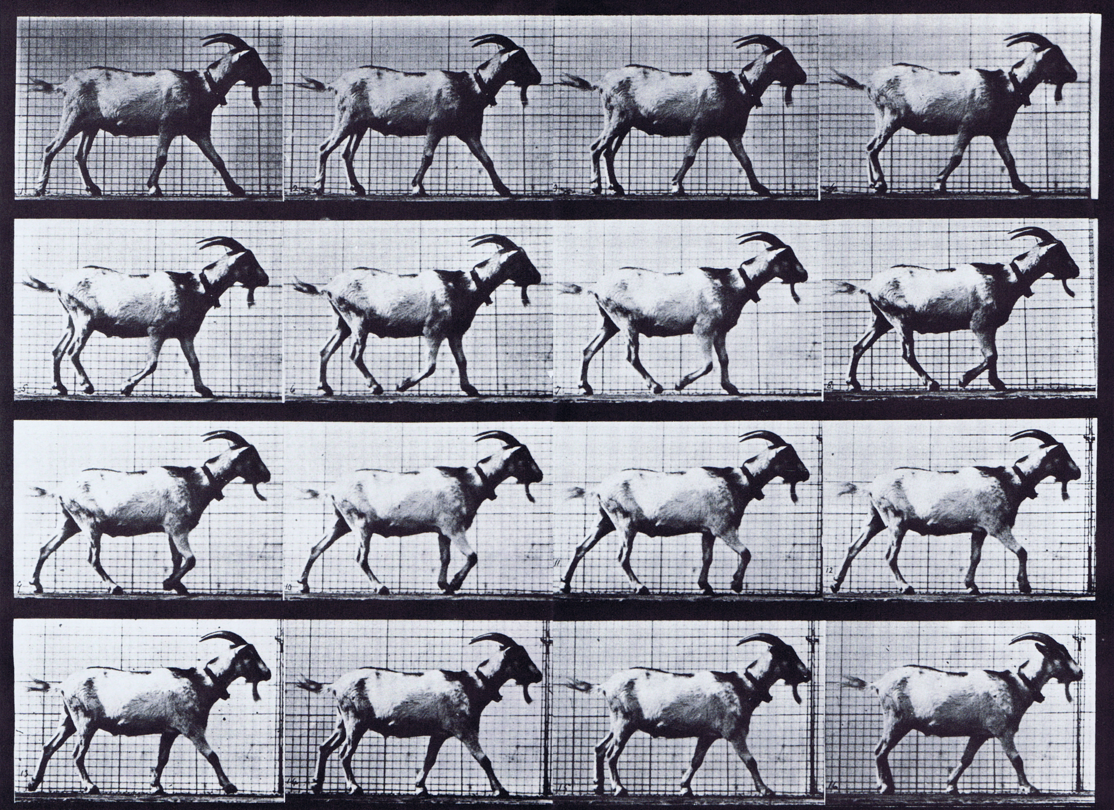 large profile view of goat walking animation reference using muybridge plate 676 from animal locomotion
