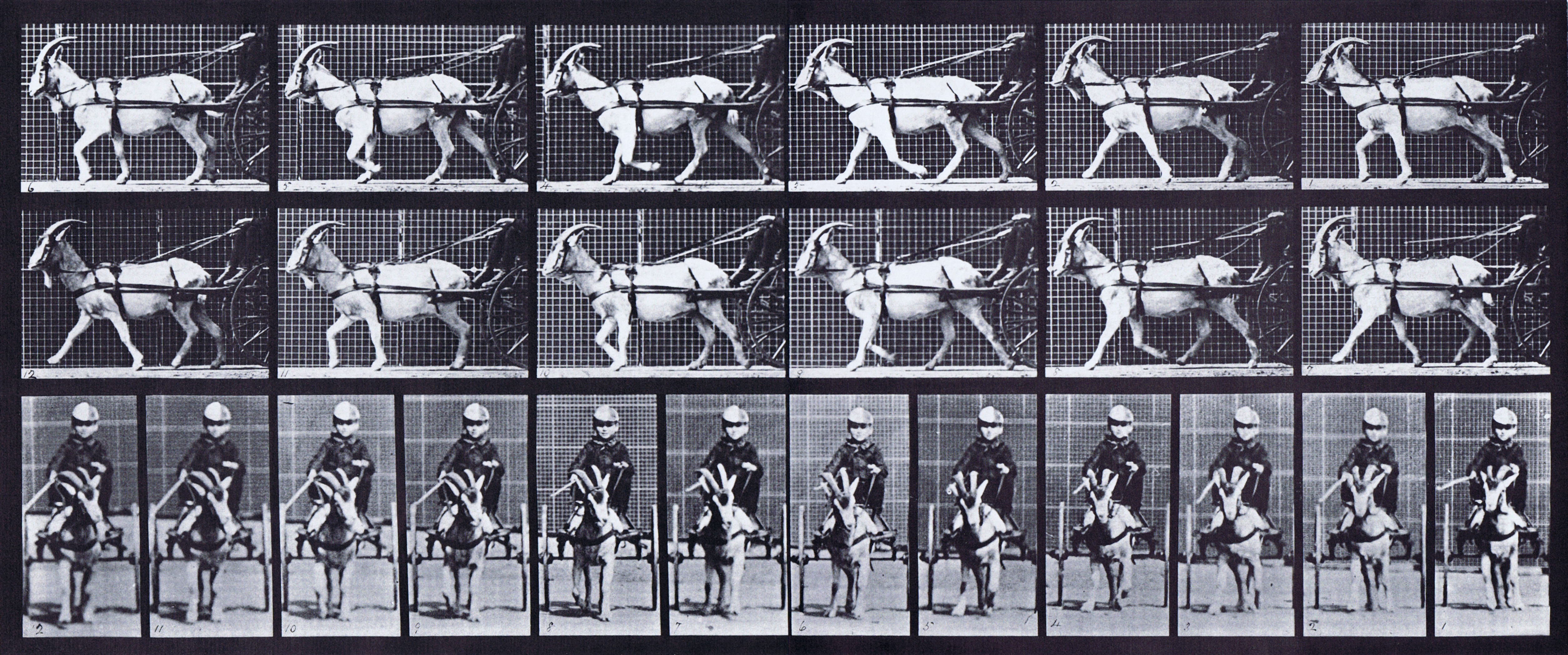 large profile and front view of goat trotting while harnesed to a sulky with a clothed boy driving animation reference using muybridge plate 678 from animal locomotion