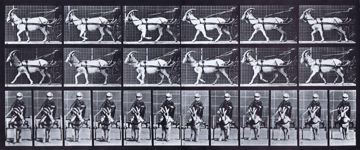 Profile and front view of goat trotting while harnesed to a sulky with a clothed boy driving animation reference using muybridge plate 678 from animal locomotion
