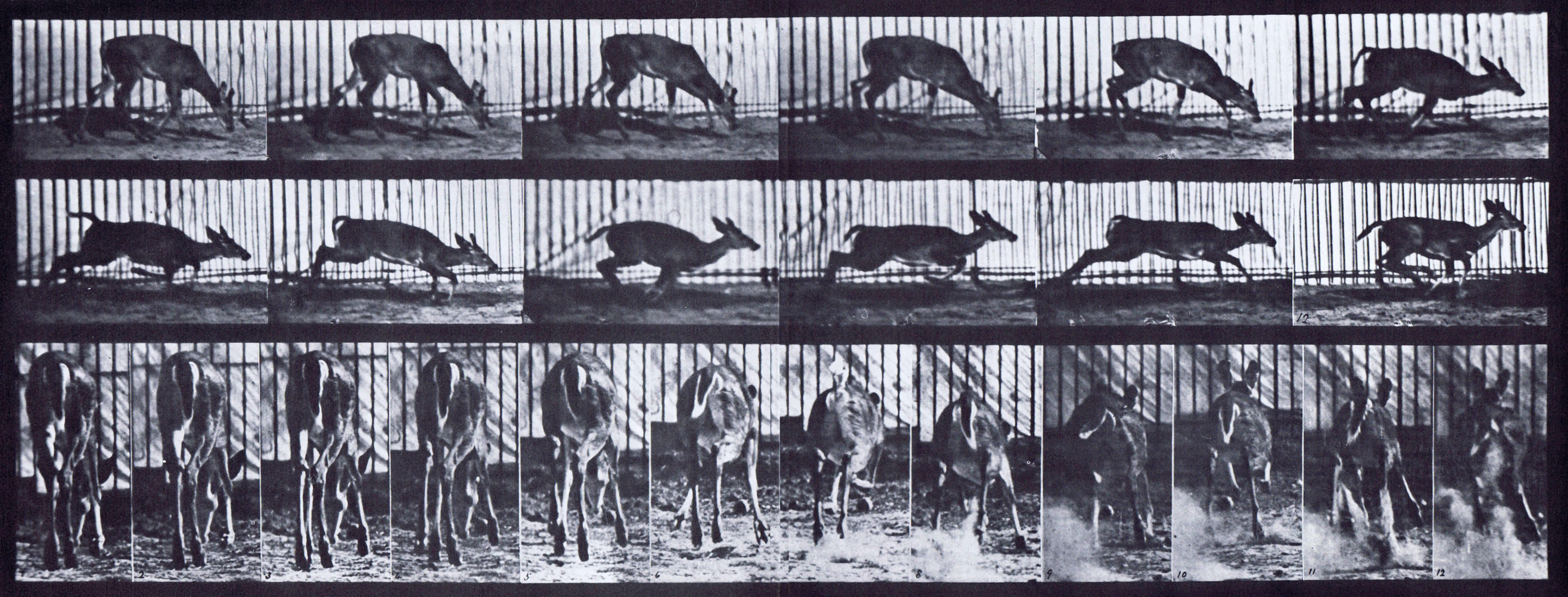 large profile and rear views of virginia deer buck startled to a gallop animation reference using muybridge plate 681 from animal locomotion