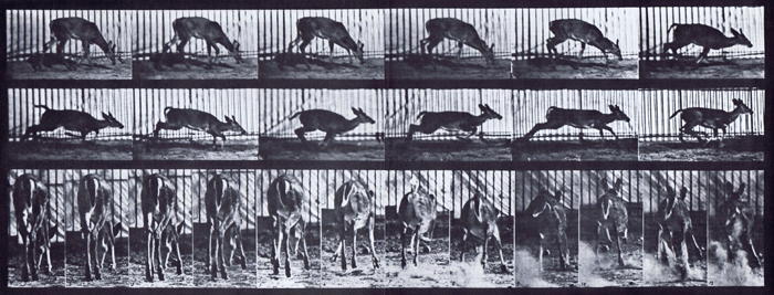 Profile and rear views of virginia deer buck startled to a gallop animation reference using muybridge plate 681 from animal locomotion