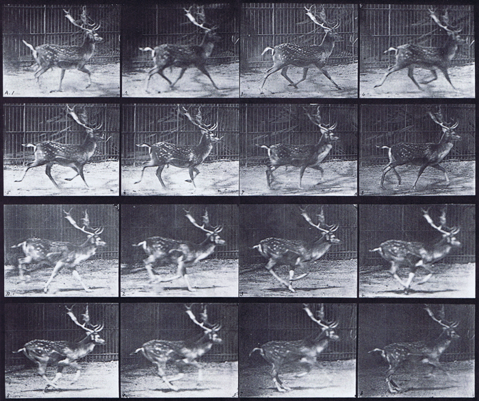 Profile views of fallow deer buck, a, trotting, b, galloping animation reference using muybridge plate 682 from animal locomotion